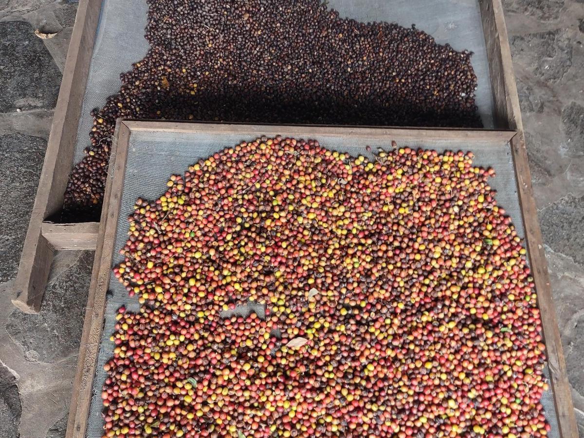 Finca Mystica Merida Exterior photo